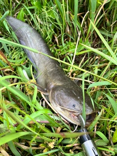 ナマズの釣果