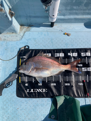 マダイの釣果