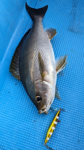 イサキの釣果