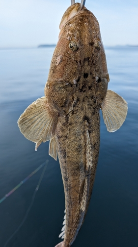 マゴチの釣果