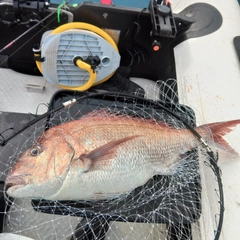 タイの釣果