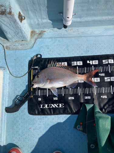 マダイの釣果