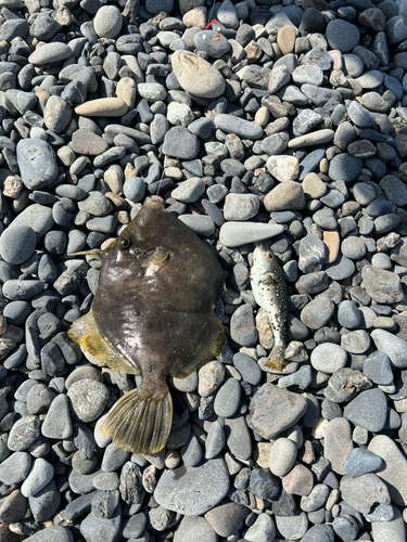 カワハギの釣果