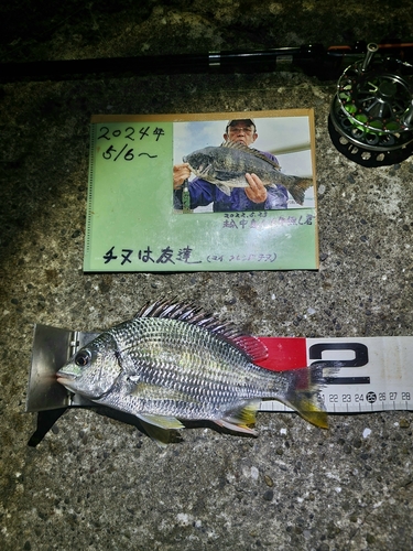 キチヌの釣果