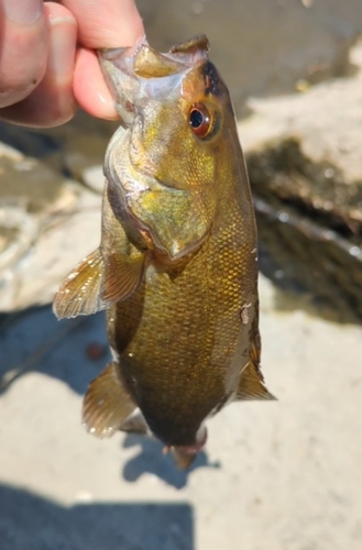 スモールマウスバスの釣果