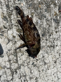 カサゴの釣果