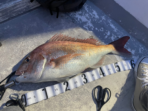 マダイの釣果