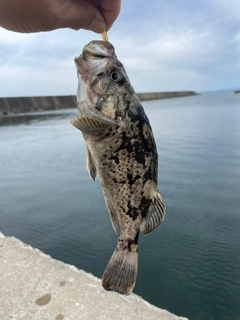 ソイの釣果