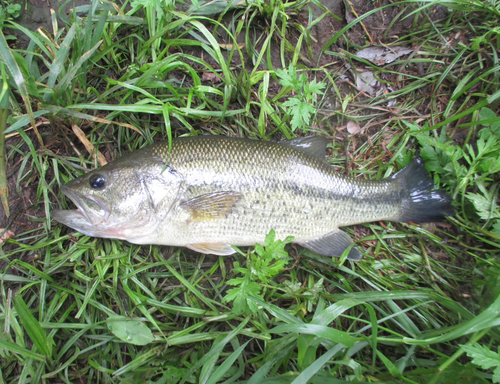 ラージマウスバスの釣果