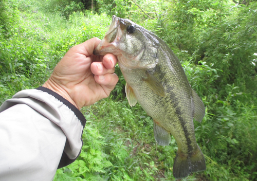 ラージマウスバスの釣果