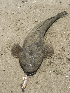 マゴチの釣果