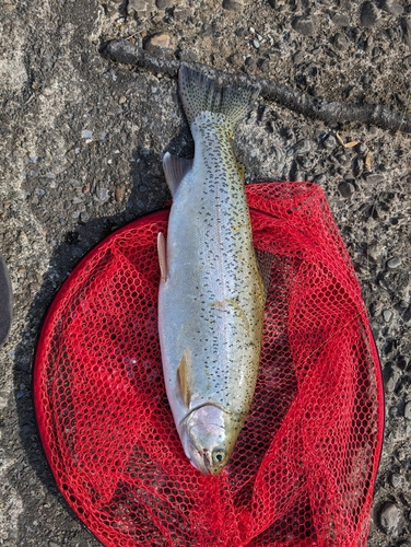 ニジマスの釣果