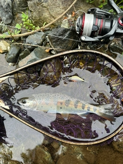 ヤマメの釣果