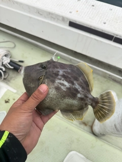 カワハギの釣果