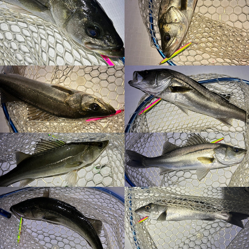 シーバスの釣果