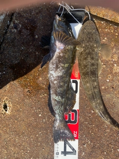 アイナメの釣果