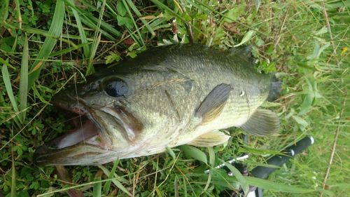 ラージマウスバスの釣果