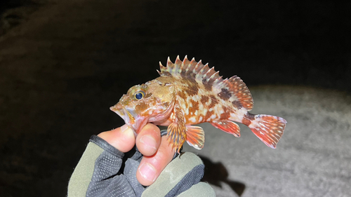 カサゴの釣果