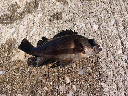 メバルの釣果