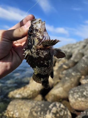 タケノコメバルの釣果