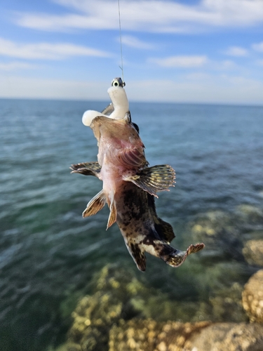 タケノコメバルの釣果