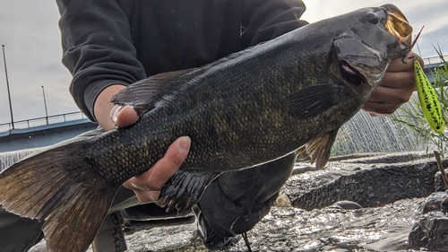 スモールマウスバスの釣果