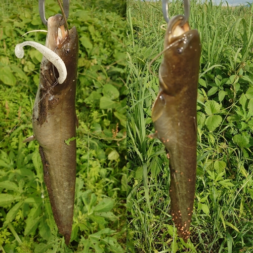 ニホンナマズの釣果