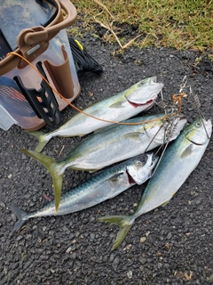 イナダの釣果