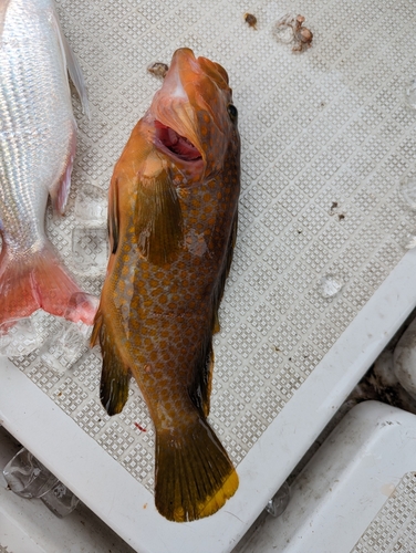 アラカブの釣果