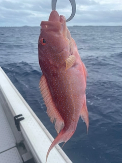 バラハタの釣果