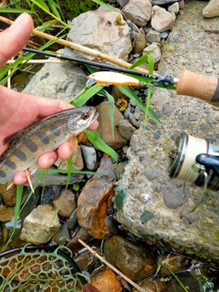 アマゴの釣果