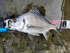 キチヌの釣果