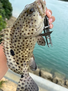 イシミーバイの釣果