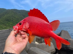 トガリエビスの釣果