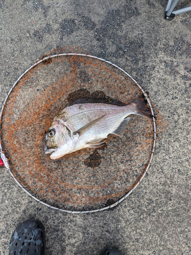 ヘダイの釣果