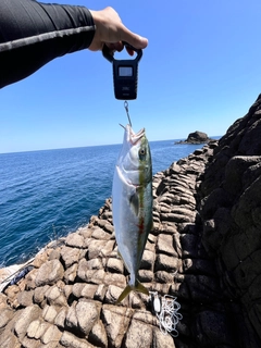 メジロの釣果