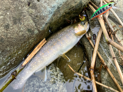 イワナの釣果