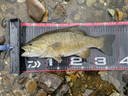 スモールマウスバスの釣果