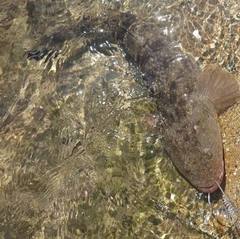 マゴチの釣果