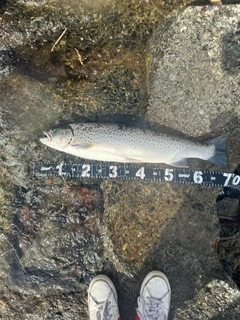 ブラウントラウトの釣果