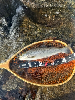 ブラウントラウトの釣果