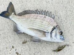 ミナミクロダイの釣果