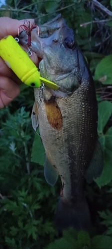 ブラックバスの釣果