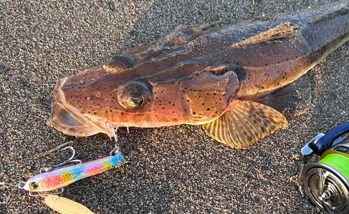 マゴチの釣果