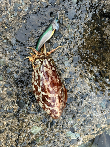 コウイカの釣果