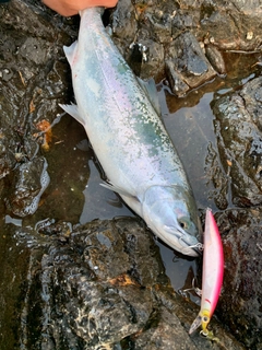 サクラマスの釣果