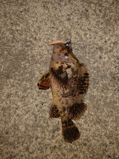 オウゴンムラソイの釣果