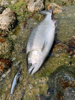 サクラマスの釣果