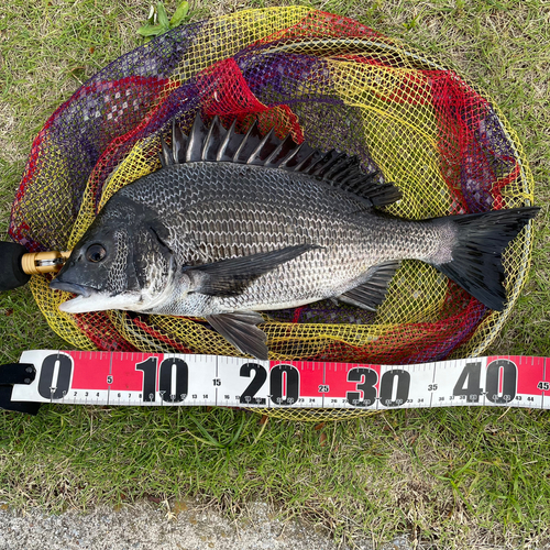 クロダイの釣果