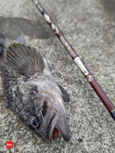 クロソイの釣果